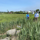 Rye